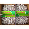 Cold Storage Normal White Garlic